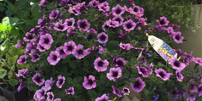 Drew's Garden proudly features beautiful annual plants