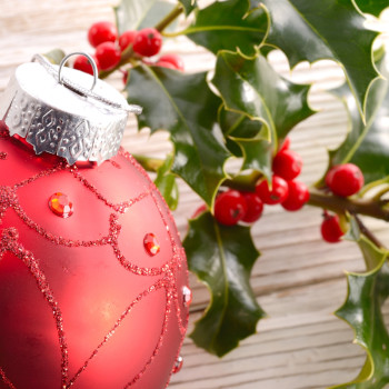 Special offers from Drew's Garden